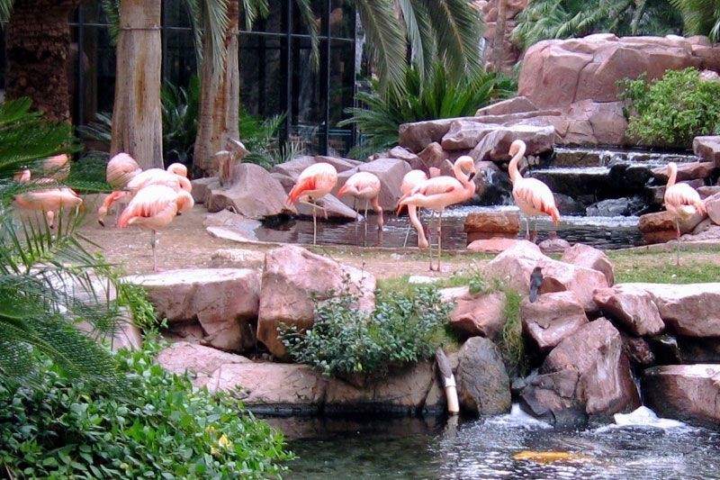 Flamingo Wildlife Habitat