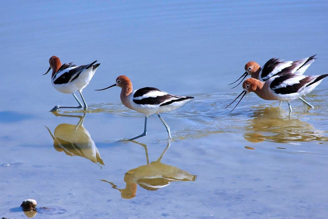Where to Go Birding in Las Vegas