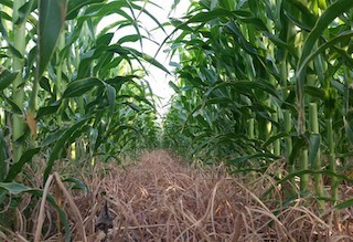 Navigate This Corn Maze On The Outskirts Of Vegas
